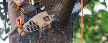How Our Tree Care Process Works  in  Hampton, GA