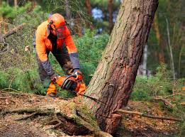 Best Lawn Watering Services  in Hampton, GA