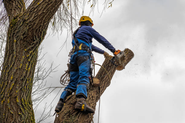  Hampton, GA Tree Services Pros