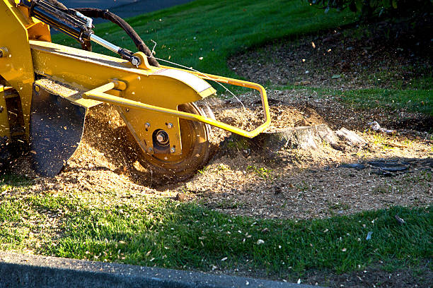Best Tree Mulching  in Hampton, GA