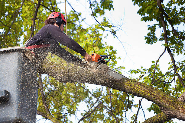 Hampton, GA Tree Services Company